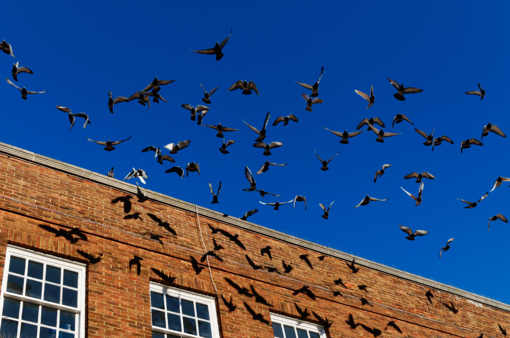 swarm of birds around a property