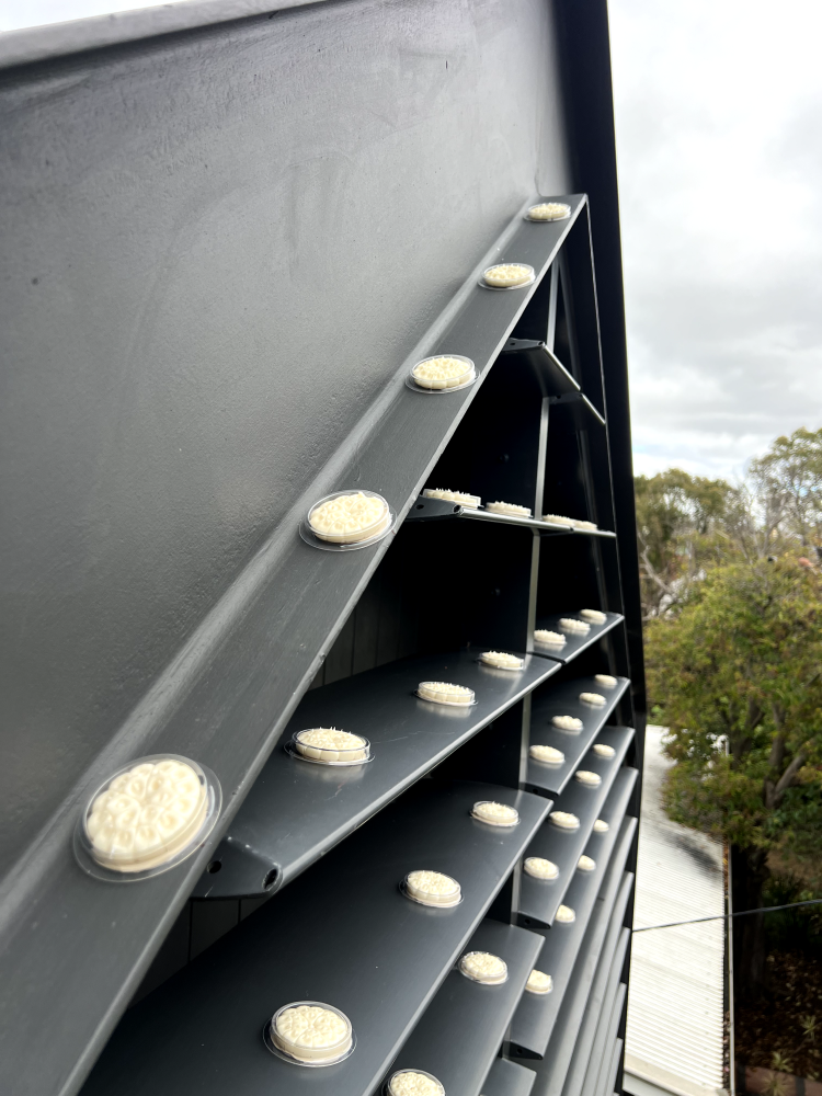 bird proof gel applied to a townhouse in melbourne