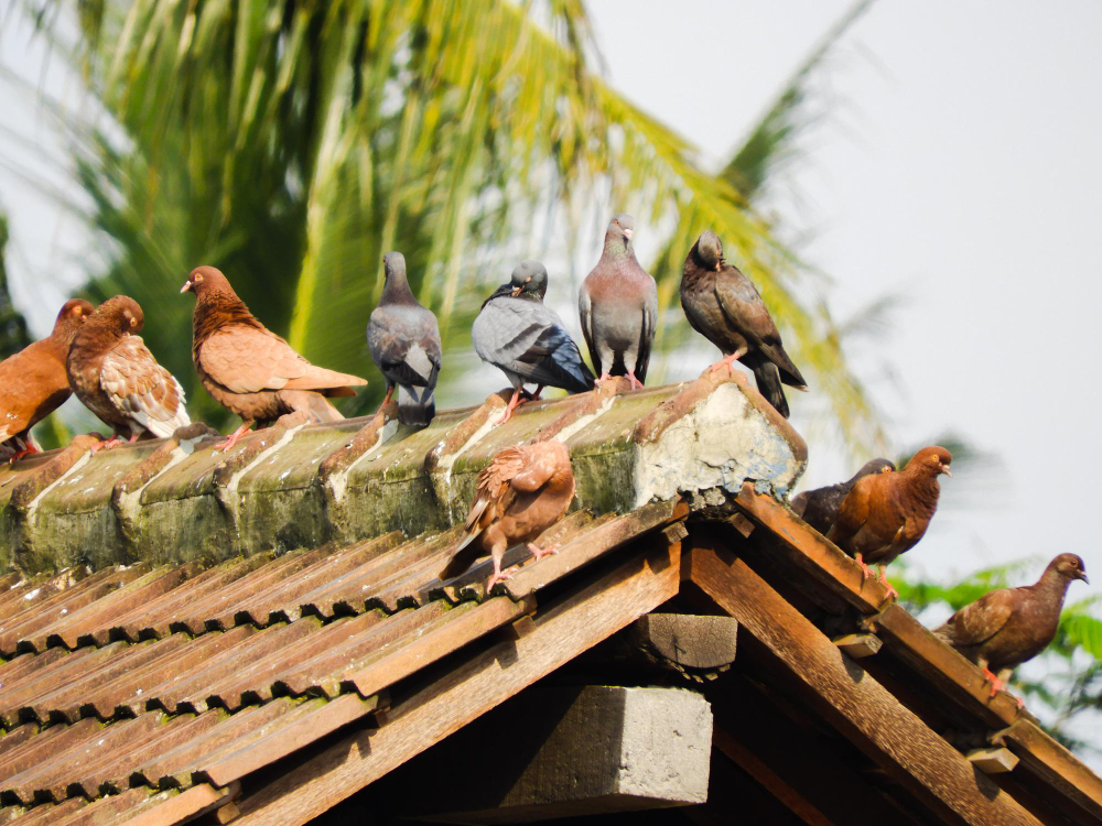 birds roosting on a property in Melbourne