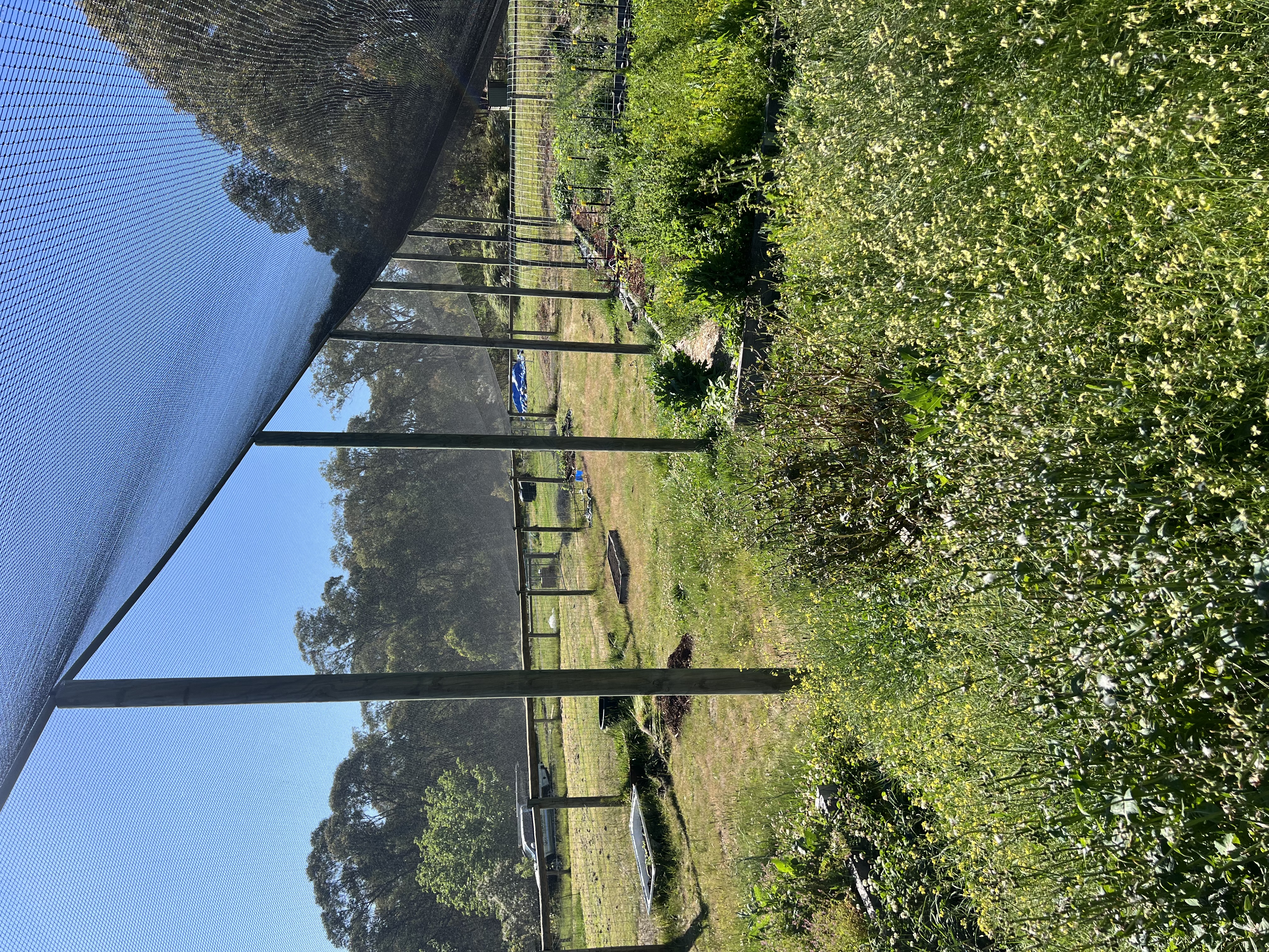 residential fruit netting Melbourne